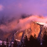Aspen Light - Yosemite Park