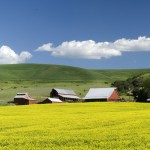 Canola Farm - Palmer, Washington