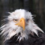 Eagle-Alaska