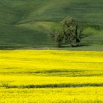 Fields - Palmer, Washington