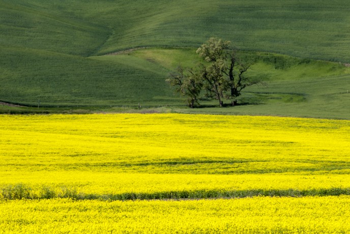 Fields - Palmer, Washington