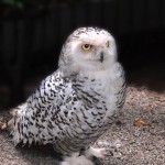 Snow Owl - Alaska