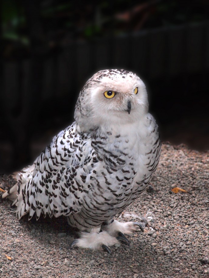 Snow Owl - Alaska