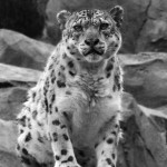 Snow Leopard - Alaska