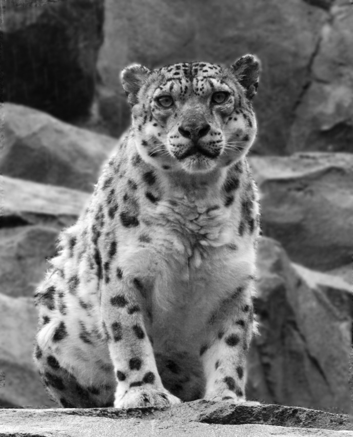 Snow Leopard - Alaska