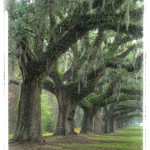 Southern Charm - Charleston, SC