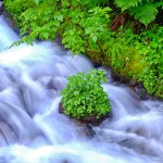 Columbia Gorge Stream